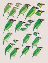 Handbook of the Birds of the World, Volume 7: Jacamars to Woodpeckers