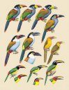 Handbook of the Birds of the World, Volume 7: Jacamars to Woodpeckers