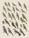 Handbook of the Birds of the World, Volume 7: Jacamars to Woodpeckers