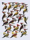 Handbook of the Birds of the World, Volume 7: Jacamars to Woodpeckers