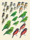 Handbook of the Birds of the World, Volume 8: Broadbills to Tapaculos