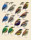 Handbook of the Birds of the World, Volume 8: Broadbills to Tapaculos