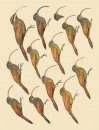 Handbook of the Birds of the World, Volume 8: Broadbills to Tapaculos