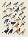 Handbook of the Birds of the World, Volume 8: Broadbills to Tapaculos