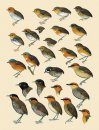 Handbook of the Birds of the World, Volume 8: Broadbills to Tapaculos