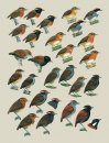 Handbook of the Birds of the World, Volume 8: Broadbills to Tapaculos