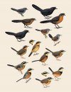 Handbook of the Birds of the World, Volume 8: Broadbills to Tapaculos