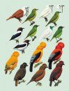 Handbook of the Birds of the World, Volume 9: Cotingas to Pipits and Wagtails