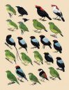 Handbook of the Birds of the World, Volume 9: Cotingas to Pipits and Wagtails