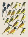 Handbook of the Birds of the World, Volume 9: Cotingas to Pipits and Wagtails