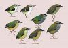 Handbook of the Birds of the World, Volume 9: Cotingas to Pipits and Wagtails