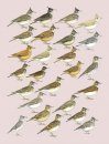 Handbook of the Birds of the World, Volume 9: Cotingas to Pipits and Wagtails