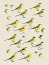 Handbook of the Birds of the World, Volume 9: Cotingas to Pipits and Wagtails