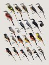 Handbook of the Birds of the World, Volume 10: Cuckoo-Shrikes to Thrushes