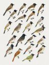 Handbook of the Birds of the World, Volume 10: Cuckoo-Shrikes to Thrushes