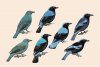 Handbook of the Birds of the World, Volume 10: Cuckoo-Shrikes to Thrushes