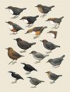 Handbook of the Birds of the World, Volume 10: Cuckoo-Shrikes to Thrushes