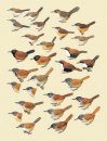 Handbook of the Birds of the World, Volume 10: Cuckoo-Shrikes to Thrushes