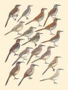 Handbook of the Birds of the World, Volume 10: Cuckoo-Shrikes to Thrushes