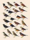 Handbook of the Birds of the World, Volume 10: Cuckoo-Shrikes to Thrushes