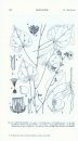 Flora of Tropical East Africa: Malvaceae