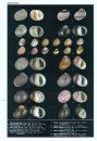 Encyclopedia of Marine Gastropods