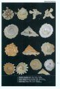 Encyclopedia of Marine Gastropods