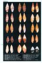 Encyclopedia of Marine Gastropods