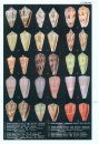 Encyclopedia of Marine Gastropods