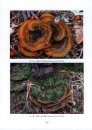 Illustrations of Edible and Medicinal Fungi in Northeastern China