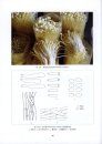 Illustrations of Edible and Medicinal Fungi in Northeastern China