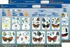 Guide to Common Butterflies