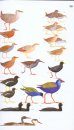 Collins Field Guide: Birds of Eastern Africa