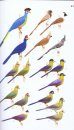 Collins Field Guide: Birds of Eastern Africa
