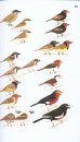 Collins Field Guide: Birds of Eastern Africa