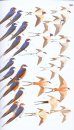 Collins Field Guide: Birds of Eastern Africa