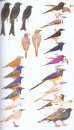 Collins Field Guide: Birds of Eastern Africa