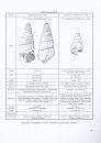 Texas Cretaceous Gastropods