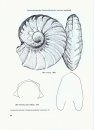 Texas Cretaceous Ammonites and Nautiloids