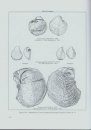 Texas Cretaceous Bivalves 2
