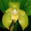 Lycaste, Ida and Anguloa