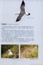 Waterbirds in China [Chinese]