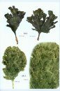 Meeresalgen: Ein Farbbildführer zu den Verbreiteten Benthischen Grün-, Braun- und Rotalgen der Weltmeere [Seaweeds: A Colour Guide to the Widespread Benthic Green, Brown and Red Algae of the World's Oceans]