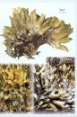 Meeresalgen: Ein Farbbildführer zu den Verbreiteten Benthischen Grün-, Braun- und Rotalgen der Weltmeere [Seaweeds: A Colour Guide to the Widespread Benthic Green, Brown and Red Algae of the World's Oceans]