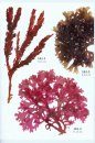 Meeresalgen: Ein Farbbildführer zu den Verbreiteten Benthischen Grün-, Braun- und Rotalgen der Weltmeere [Seaweeds: A Colour Guide to the Widespread Benthic Green, Brown and Red Algae of the World's Oceans]