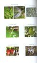 Duke's Handbook of Medicinal Plants of Latin America