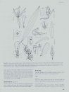 Genera Orchidacearum, Volume 5: Epidendroideae (Part 2)