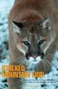 Stalked by a Mountain Lion