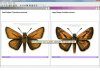British Butterflies - An Interactive Guide