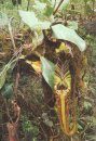 Pitcher Plants of Borneo